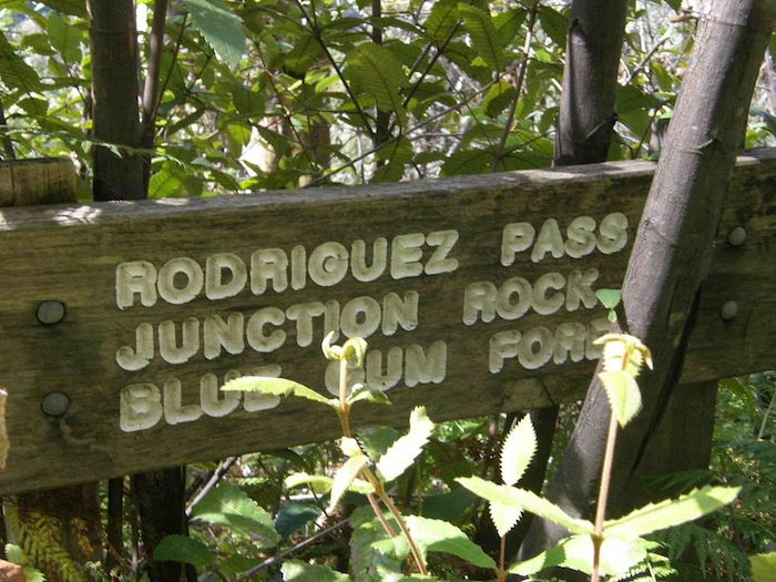 Blue Mountains Bushwalking - Rodriguez Pass-Junction Rock-Horse Track