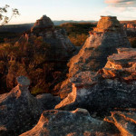 Saturday Bushwalk, Boree Log