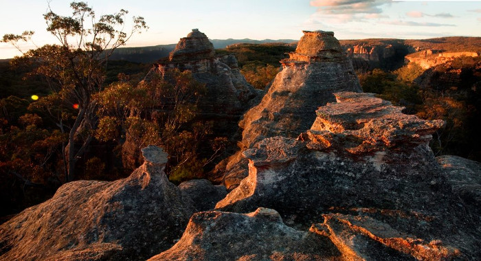 Saturday Bushwalk, Boree Log