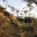 Orienteering Training - Boree Log