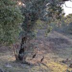 [WJ Palooza] SUNDAY - Bushwalk