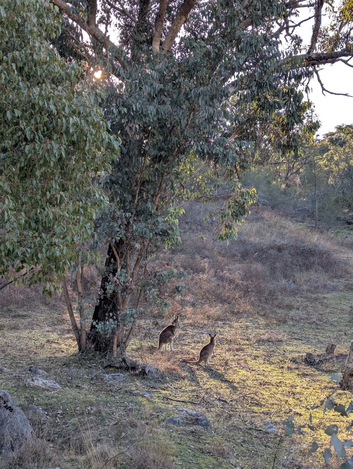 [WJ Palooza] SUNDAY - Bushwalk