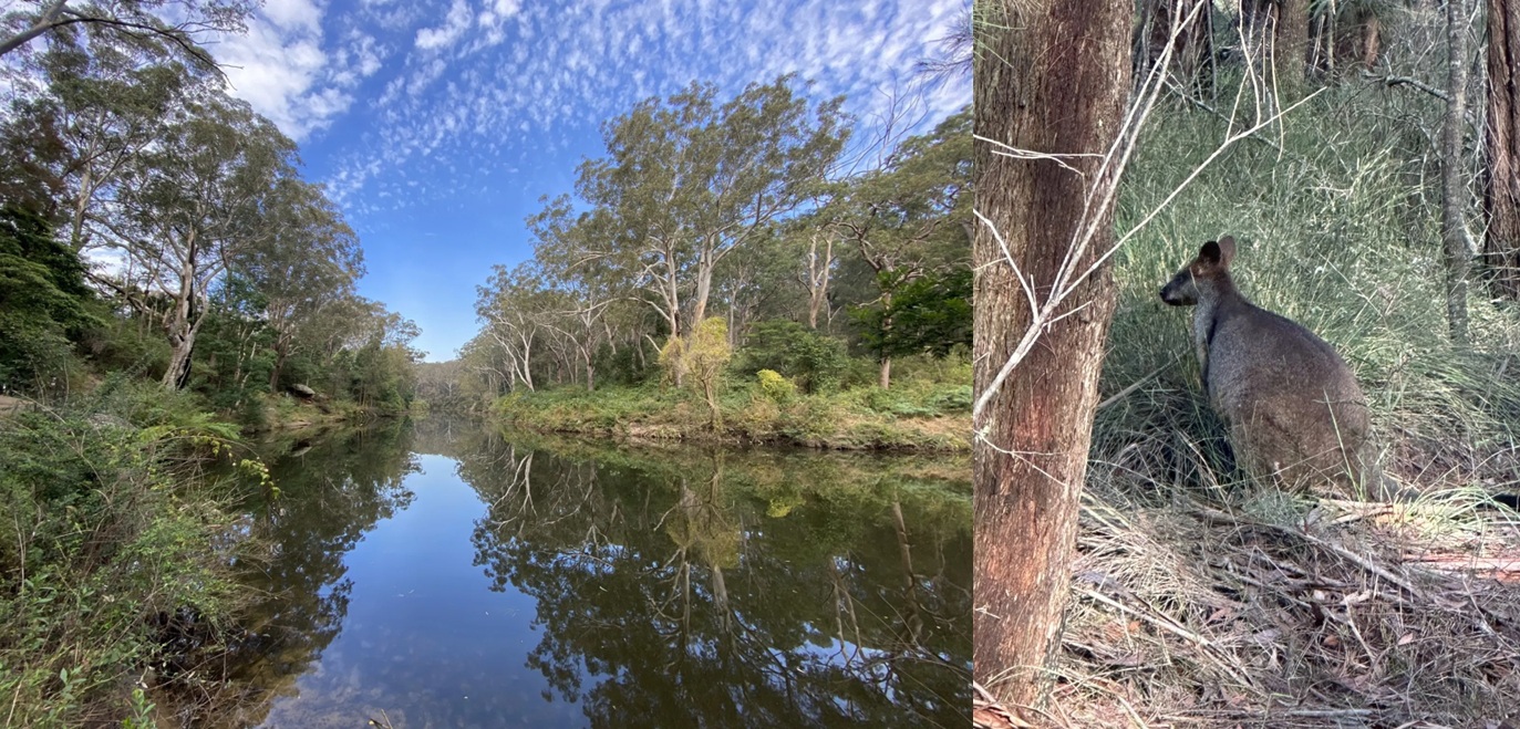Welcome to the Club - Beginners Social Hike, Lane Cove