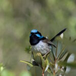 Sunday BL - Blue Gum Swamp Birdwatching Hike