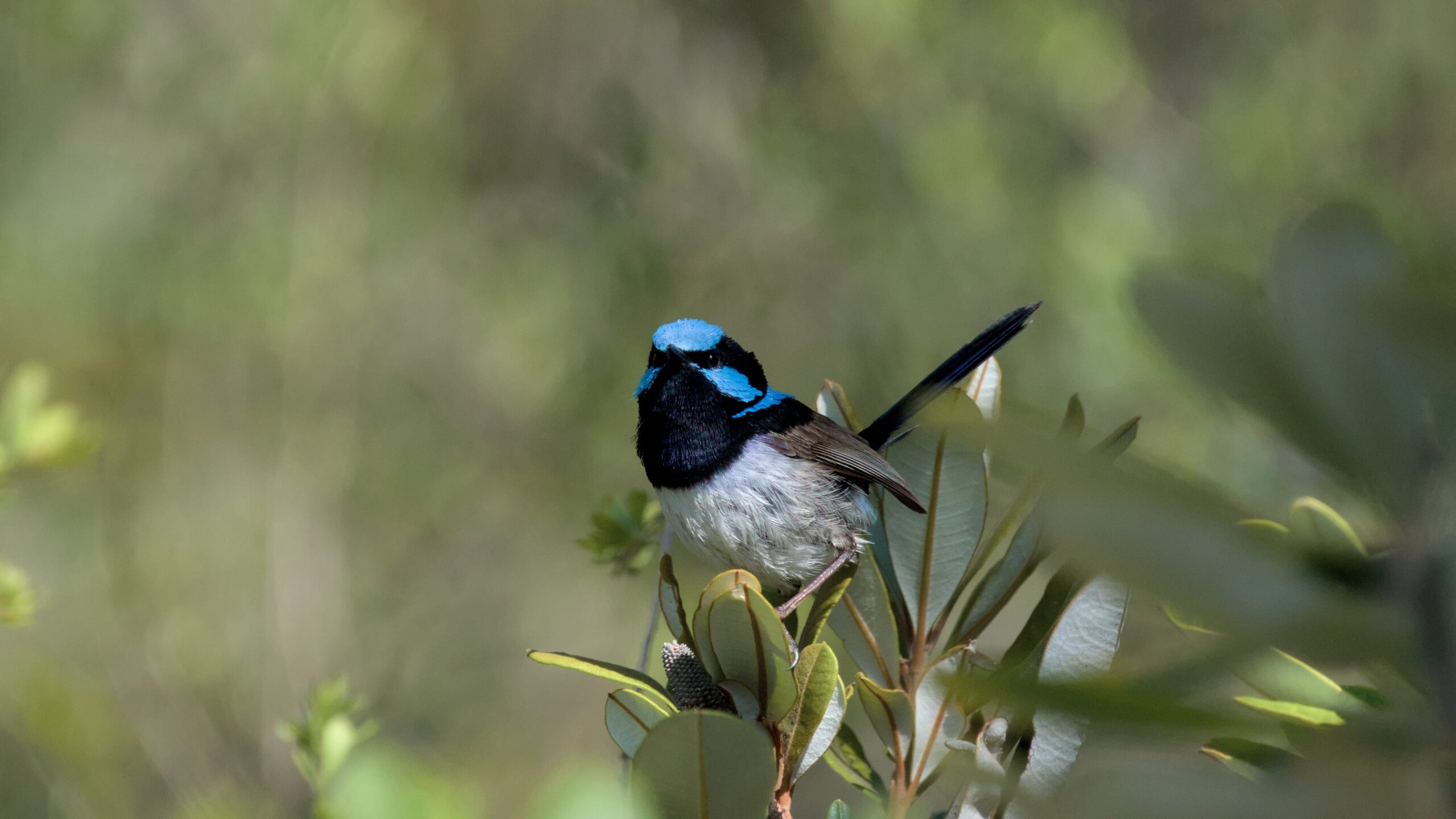 Sunday BL - Blue Gum Swamp Birdwatching Hike